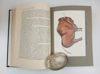 Antonín Matějček: Dějiny lidstva od pravěku k dnešku