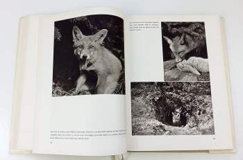 Václav Jan Staněk: Der geheimnisvolle Wald