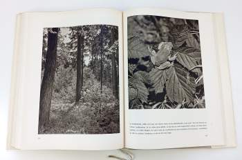 Václav Jan Staněk: Der geheimnisvolle Wald