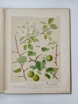 Gustav Hempel: Die Bäume und Sträucher des Waldes