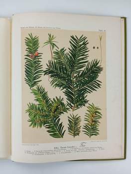 Gustav Hempel: Die Bäume und Sträucher des Waldes