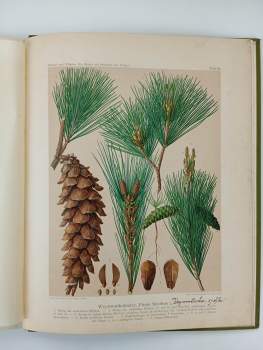 Gustav Hempel: Die Bäume und Sträucher des Waldes