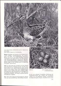 Wolfgang Makatsch: Die Eier der Vögel Europas