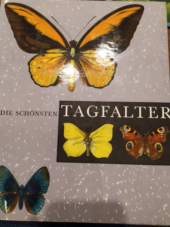 Die schönsten Tagfalter