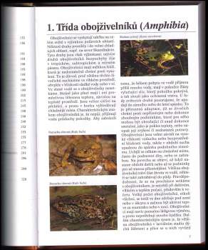 Esther Verhoef-Verhallen: Divoká zvířata