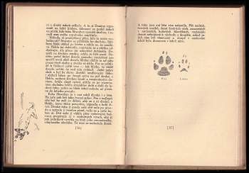 Ernest Thompson Seton: Domino