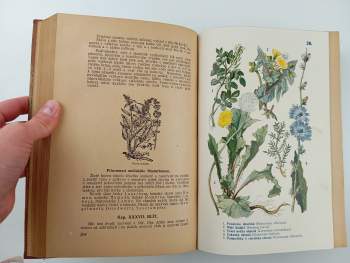 Pietro Andrea Mattioli: Dra Petra Ondřeje Mathiola přírodní léčba