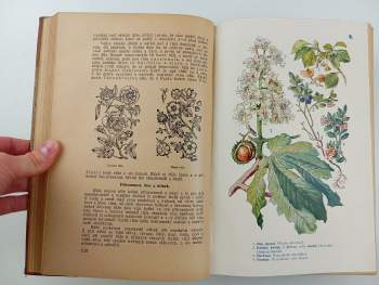 Pietro Andrea Mattioli: Dra Petra Ondřeje Mathiola přírodní léčba