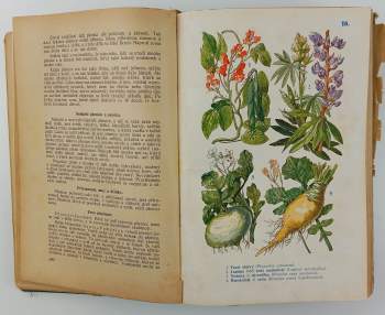 Pietro Andrea Mattioli: Dra Petra Ondřeje Mathiola přírodní léčba