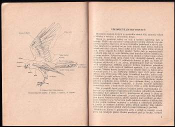 František Obhlídal: Dravci