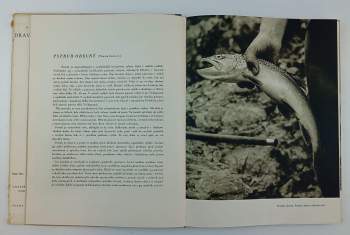 Sláva Štochl: Dravci peřejí