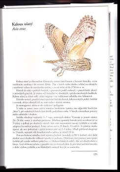 Karel Šťastný: Dravci, sokoli & sovy