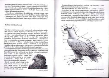 Stanislav Chvapil: Draví ptáci na Podřipsku