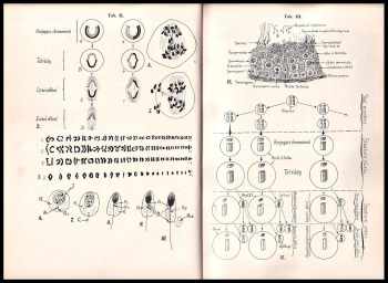 Zdeněk Frankenberger: Embryologie