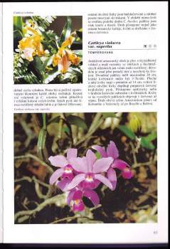 Zdeněk Ježek: Encyklopedie orchidejí