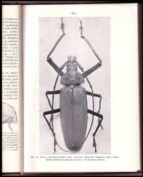 Jan Obenberger: Entomologie