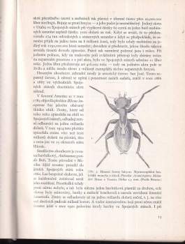 Jan Obenberger: Entomologie