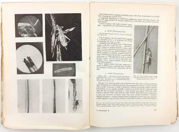 Jan Obenberger: Entomologie