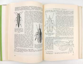 Jan Obenberger: Entomologie