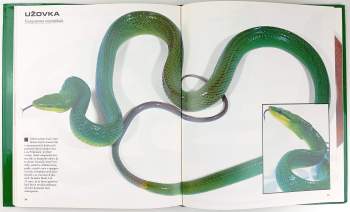 Johan Marais: Fascinující svět hadů