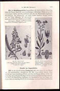 Guenther Beck Ritter von Mannagetta und Lerchenau: Grundriss der Naturgeschichte des Pflanzenreiches für die unteren Klassen der Mittelschulen und verwandter Lehranstalten