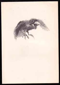 Edgar Allan Poe: Havran - The Raven