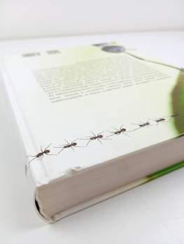 Jan Ždářek: Hmyzí rodiny a státy