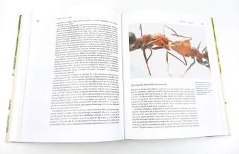 Jan Ždářek: Hmyzí rodiny a státy