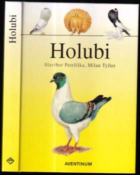 Holubi