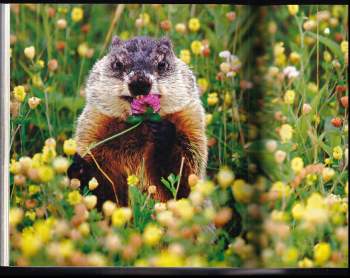 Stefano Ardito: Hory