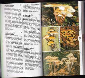 Edmund Garnweidner: Houby