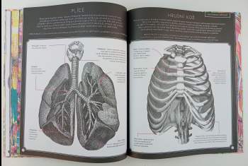 Kate Davies: Hravá anatomie