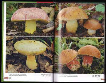 Michal Mikšík: Hřibovité houby