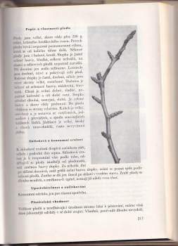 Václav Koch: Hrušky