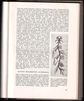 Julius Komárek: Ilustrovaný život zvířat - Bezobratlí I.