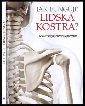 Jak funguje lidská kostra?