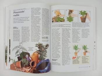 Jak pěstovat pokojové rostliny