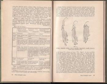 Josef Jirsík: Jak poznám naše ptáky v přírodě