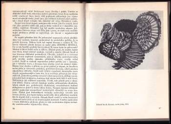 Miroslav Houra: Jak se dívat na grafiku