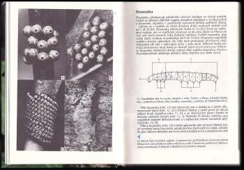 Rudolf Hrabák: Kapesní atlas našich motýlů