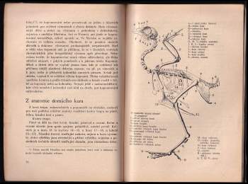 Cyrill Kučera: Kapounování drůbeže