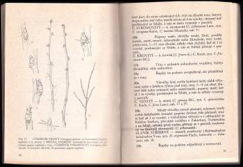 Martin Červenka: Klíč k určování dřevin podle pupenů a větviček