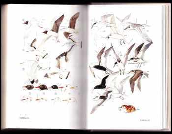 František Balát: Klíč k určování našich ptáků v přírodě