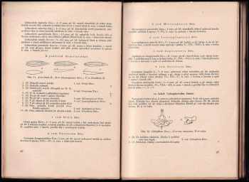 Jaroslav Tykač: Klíč k rozpoznávání motýlů