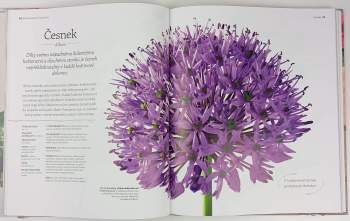 Rachel Siegfried: Kniha květin