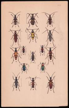 Ignác Leopold Kober: Kobrův atlas brouků