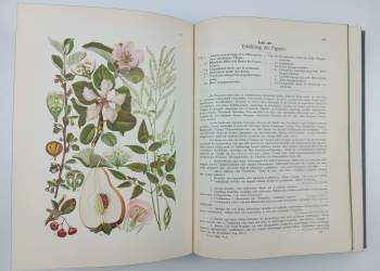 Gustav Hegi: KOMPLET Gustav Hegi 2X Illustrierte Flora von Mittel-Europa Band IV 1+2