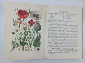 Gustav Hegi: KOMPLET Gustav Hegi 2X Illustrierte Flora von Mittel-Europa Band IV 1+2