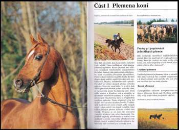 Josée Hermsen: Koně