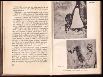 Rudolf Maria Hynek: Kristova tvář a muka